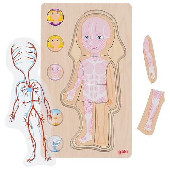 Puzzle a strati - corpo umano dall'interno